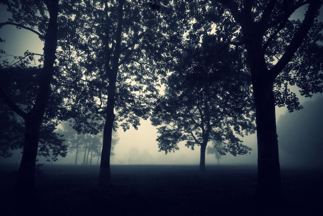 Foggy forest trees bench foreground free wallpaper for desktop - medium preview image