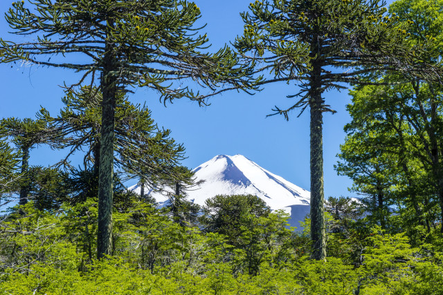 Mountain trees distance scenery nature free wallpaper for desktop - medium preview image