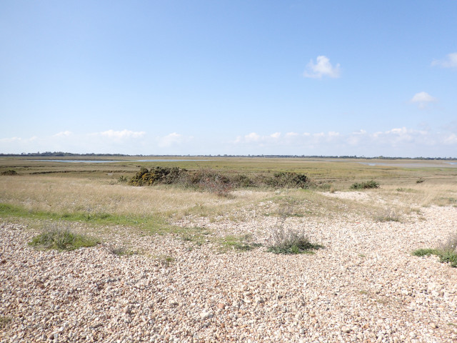 Field dirtroad bushes blue sky free wallpaper for desktop - medium preview image