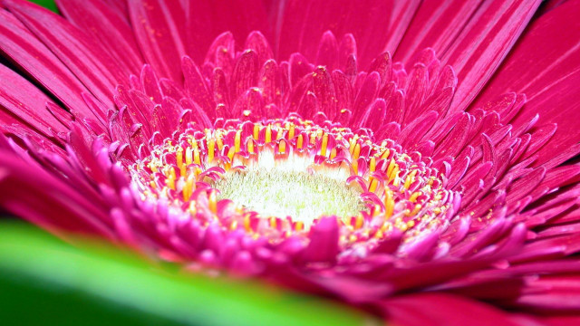 Pink flower green stem yellow #2 free wallpaper for desktop - medium preview image