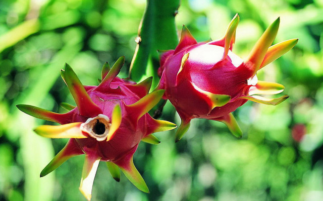 Flower bud forest vibrant nature free wallpaper for desktop - medium preview image