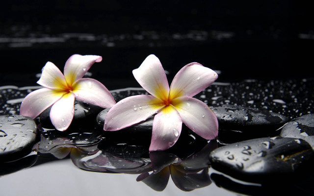 Pink flowers black surface water free wallpaper for desktop - medium preview image