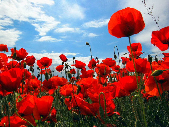 Red flower field blue sky #7 free wallpaper for desktop - medium preview image