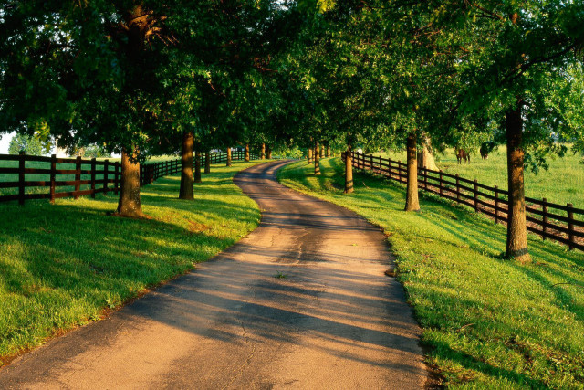 Dirt road fence trees grassy #3 free wallpaper for desktop - medium preview image