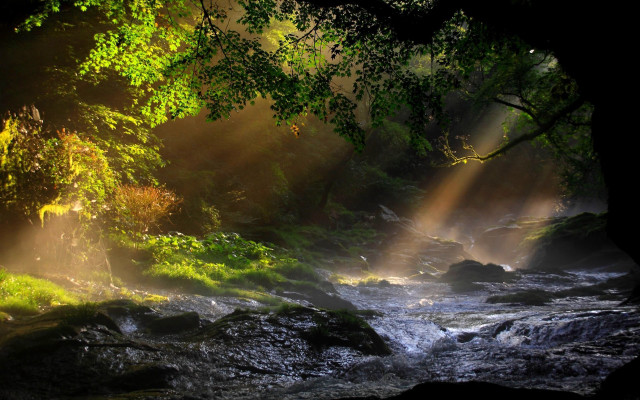Stream forest sunlight trees water free wallpaper for desktop - medium preview image
