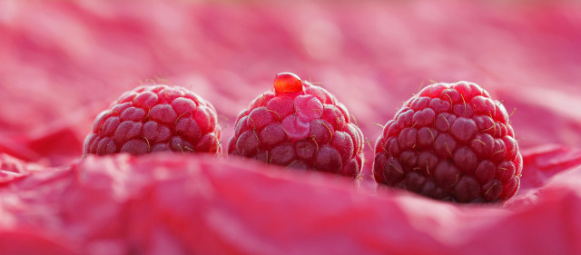 Three raspberries sitting in pink free wallpaper for desktop - medium preview image