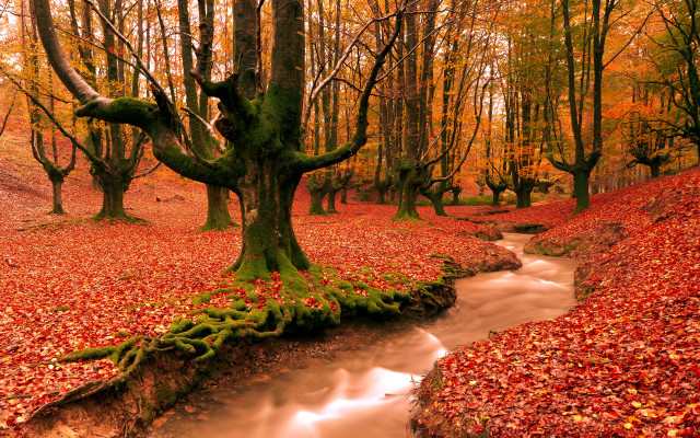 Stream forest fallen tree autumn free wallpaper for desktop - medium preview image