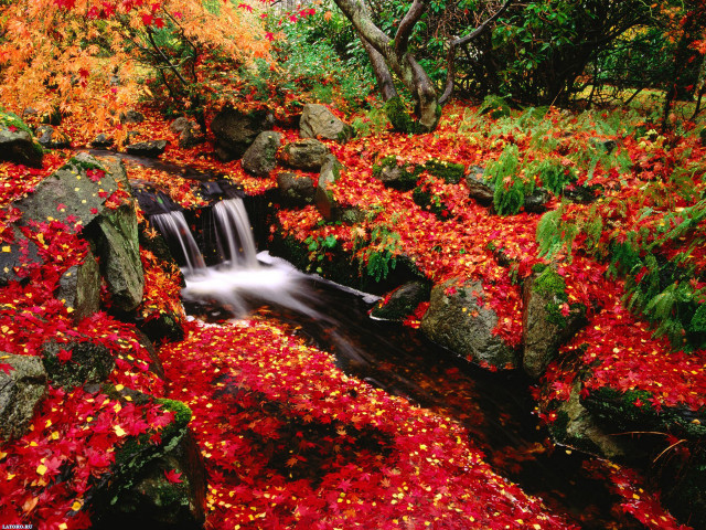 Stream red leaves rocks forest #5 free wallpaper for desktop - medium preview image