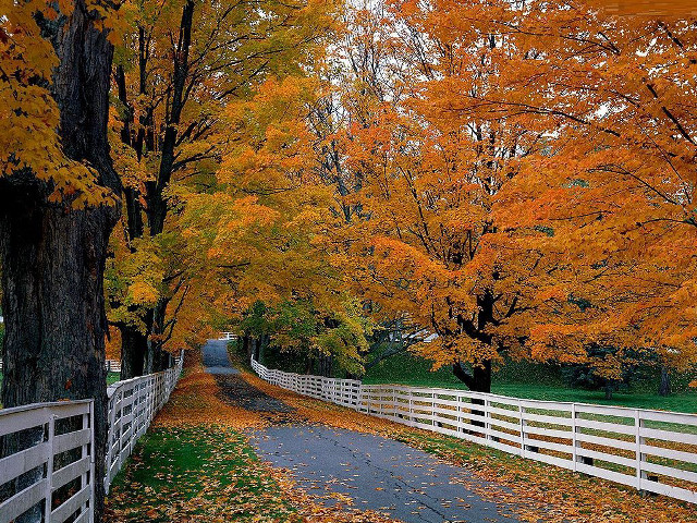 Autumn fence trees leaves sunset free wallpaper for desktop - medium preview image