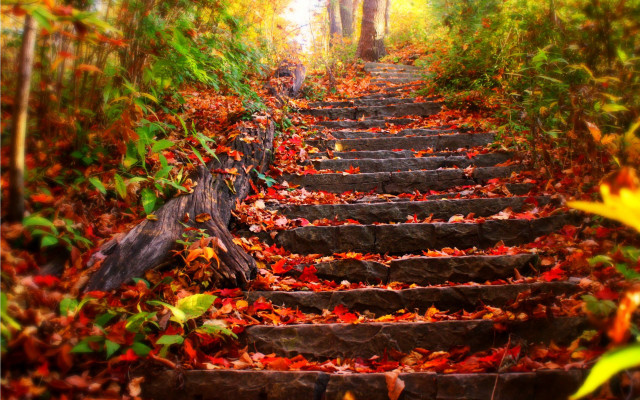 Steps woods leaves ground trees free wallpaper for desktop - medium preview image
