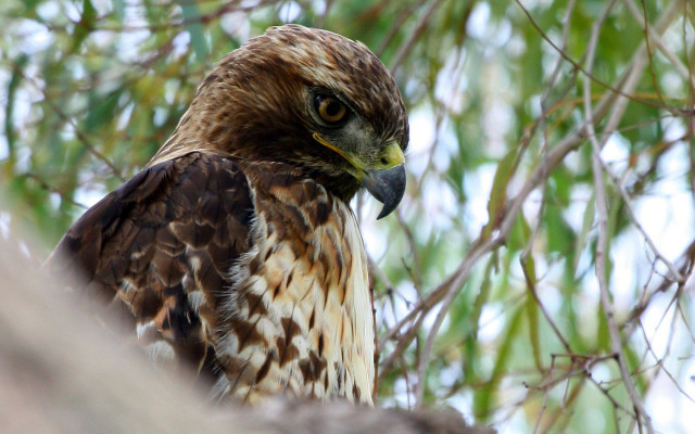 Hawk perched tree camera eye free wallpaper for desktop - medium preview image