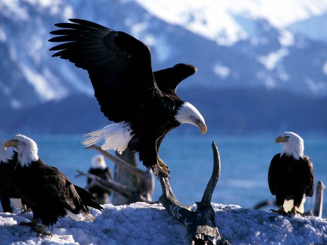 Bald eagles snow lake mountains free wallpaper for desktop - medium preview image