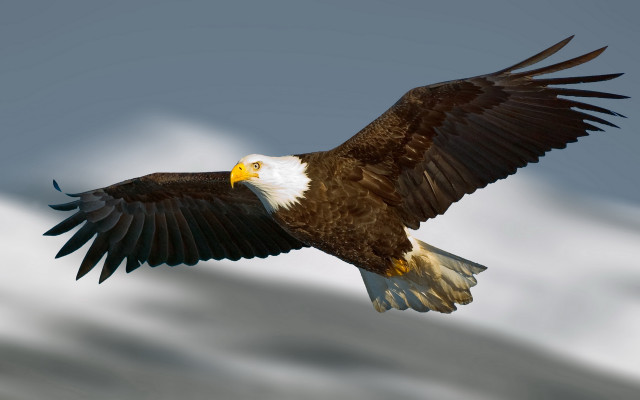 Bald eagle soaring wings spread #3 free wallpaper for desktop - medium preview image