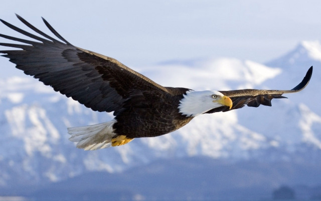 Bald eagle flying mountain range #2 free wallpaper for desktop - medium preview image