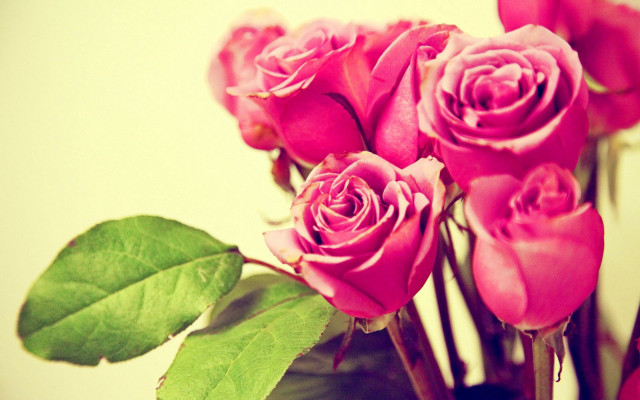 Vase filled pink roses table free wallpaper for desktop - medium preview image