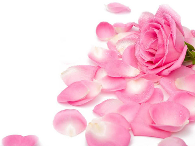 Pink rose petals waterdrops green free wallpaper for desktop - medium preview image