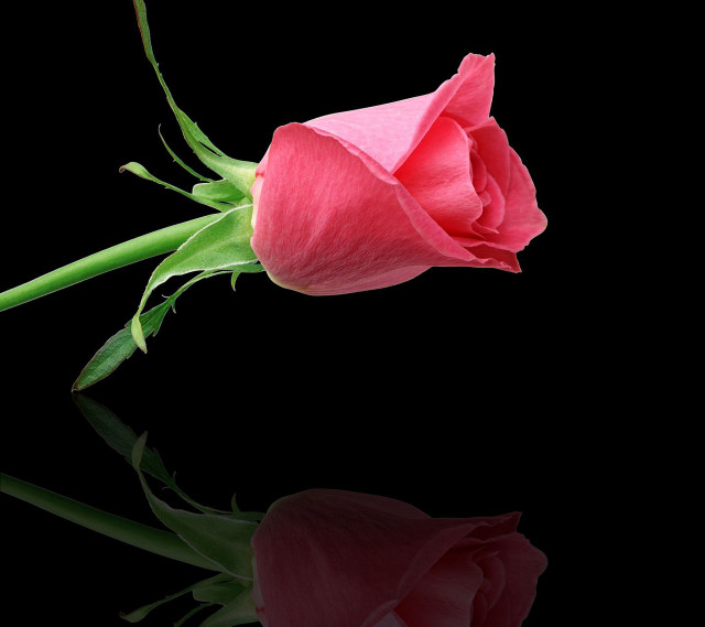 Pink rose reflection water black free wallpaper for tablet - medium preview image