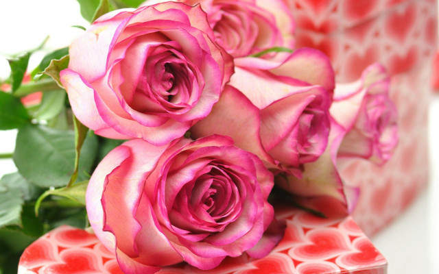 Pink roses red box romantic free wallpaper for desktop - medium preview image