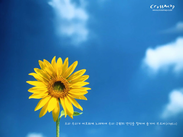 Yellow flower blue sky clouds free wallpaper for desktop - medium preview image