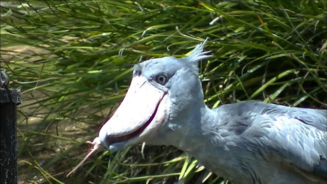 Bird long beak fence post free wallpaper for desktop - medium preview image