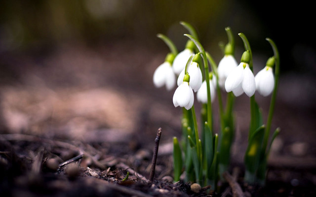 White flowers dirt ground grass free wallpaper for desktop - medium preview image