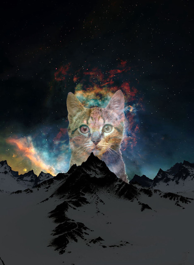 Cat mountain star filled sky free wallpaper for mobile - medium preview image