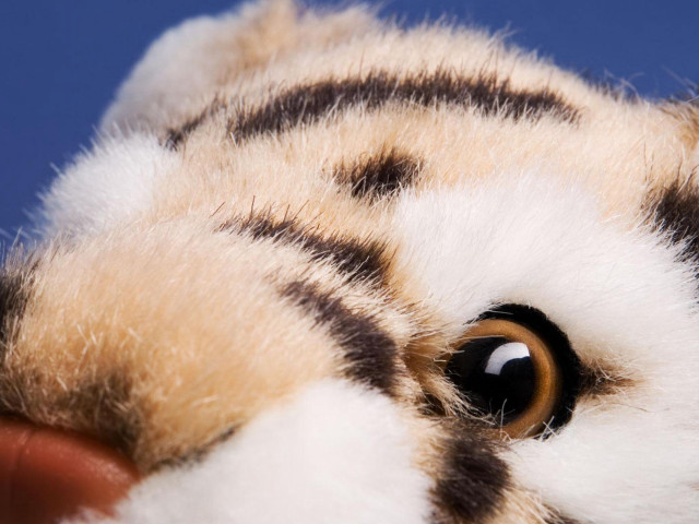 Stuffed animal brown eye white free wallpaper for desktop - medium preview image