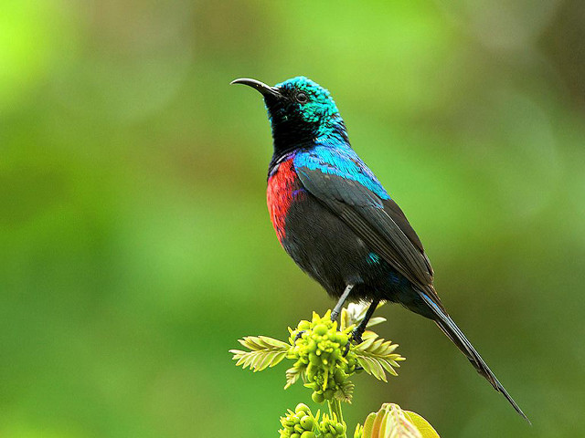 Colorful bird flower forest blurry free wallpaper for desktop - medium preview image