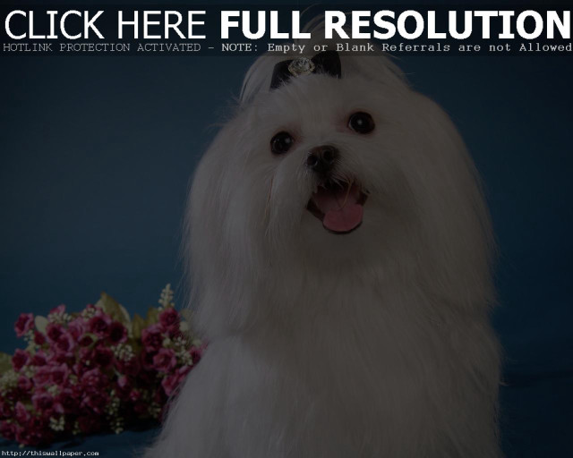 White dog black collar flower free wallpaper for desktop - medium preview image