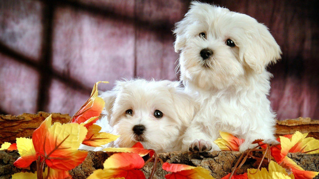 Two white dogs sitting leaves free wallpaper for desktop - medium preview image