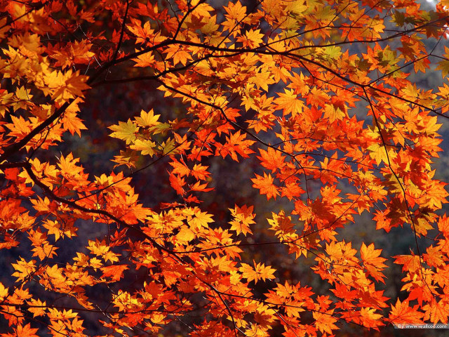 Orange leaves fall blue sky free wallpaper for desktop - medium preview image