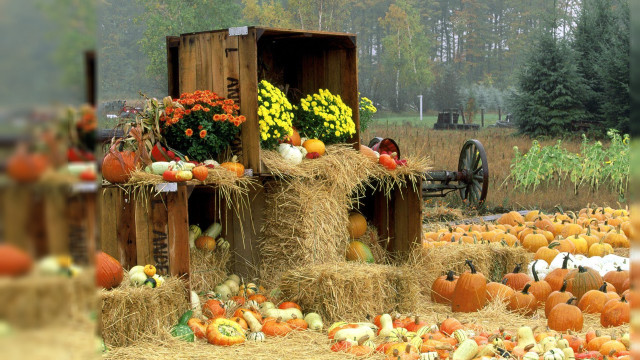 Pumpkins squash field hay bales free wallpaper for desktop - medium preview image