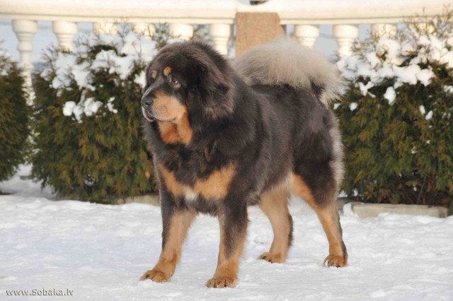 Large dog snow bushes fence free wallpaper for desktop - medium preview image