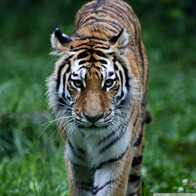 Tiger walking lush green field free wallpaper for tablet - medium preview image