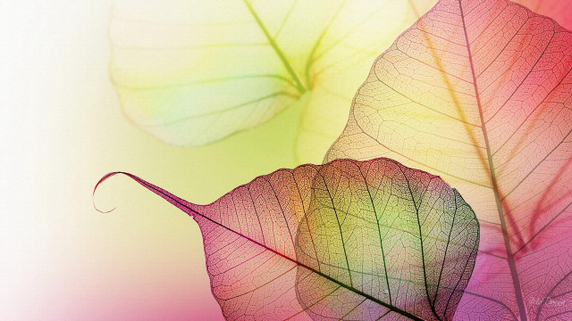 Leaves closeup white background pink free wallpaper for desktop - medium preview image