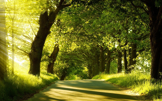 Road trees grass sunshine nature free wallpaper for desktop - medium preview image