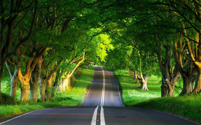 Tree lined road with grass free wallpaper for desktop - medium preview image