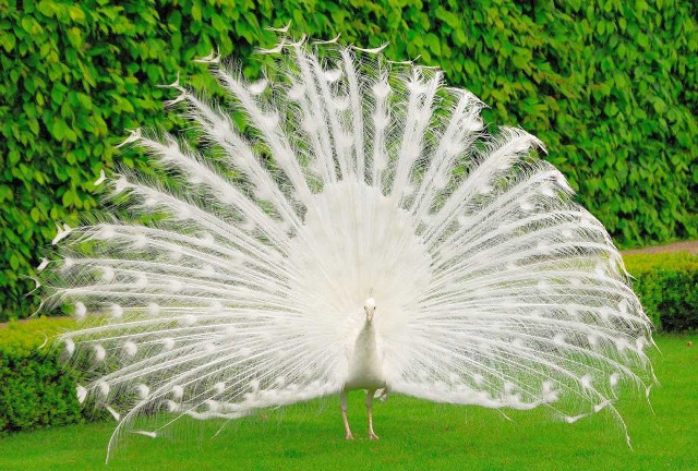 White peacock feathers spread grass free wallpaper for desktop - medium preview image