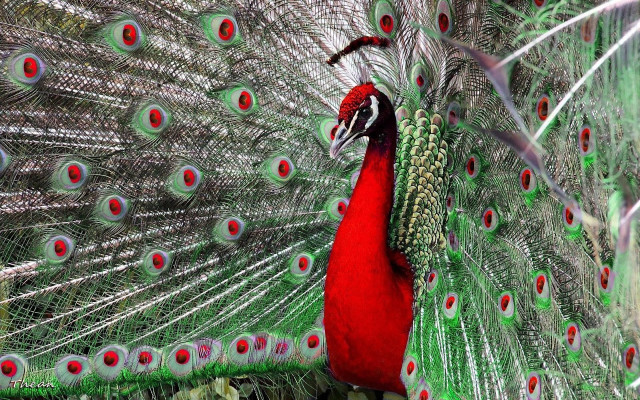 Peacock feathers spread out tail #3 free wallpaper for desktop - medium preview image