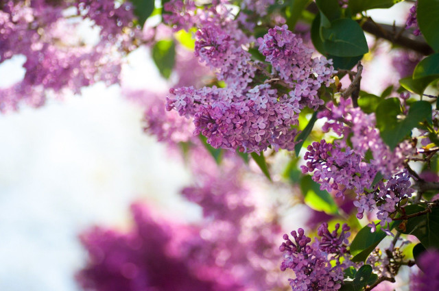 Purple flowers tree white sky free wallpaper for desktop - medium preview image