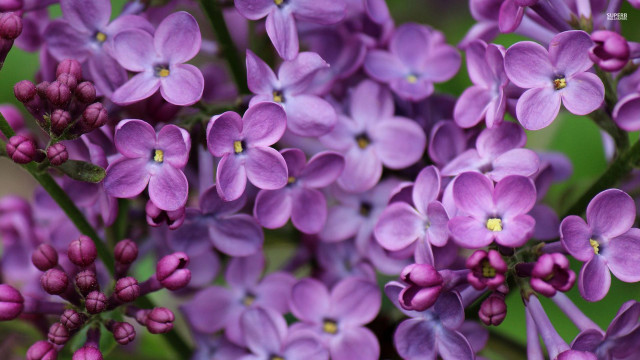 Purple flowers blooming garden green free wallpaper for desktop - medium preview image