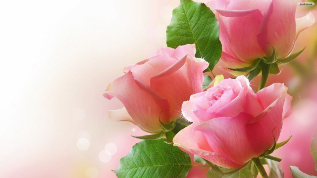 Pink roses green leaves white free wallpaper for desktop - medium preview image