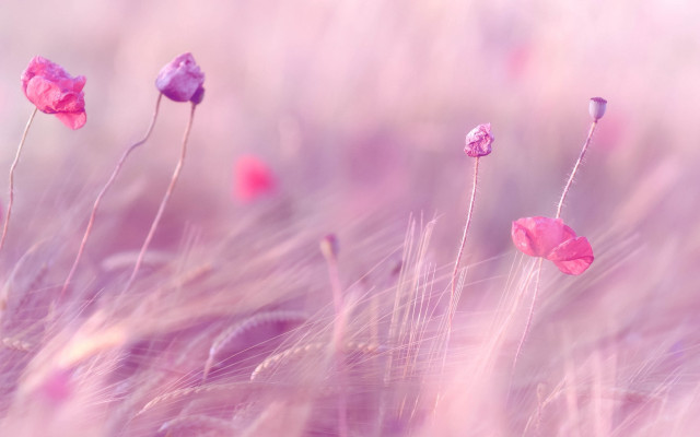 Pink flowers blurry background grass free wallpaper for desktop - medium preview image