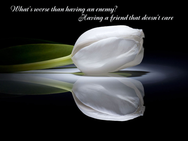 White flower quote on it free wallpaper for desktop - medium preview image