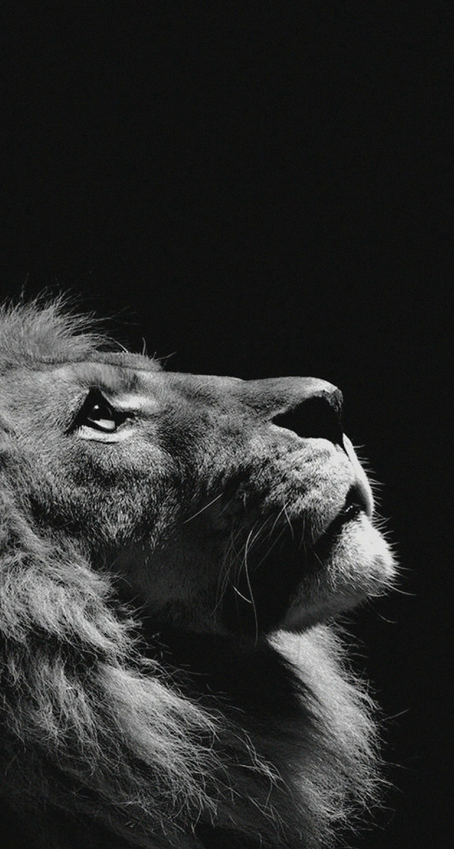Lion looking up dark sky free wallpaper for mobile - medium preview image