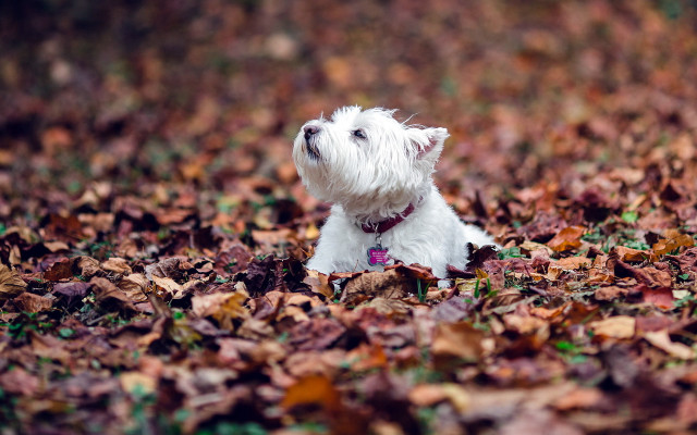Small white dog leaves closed free wallpaper for desktop - medium preview image