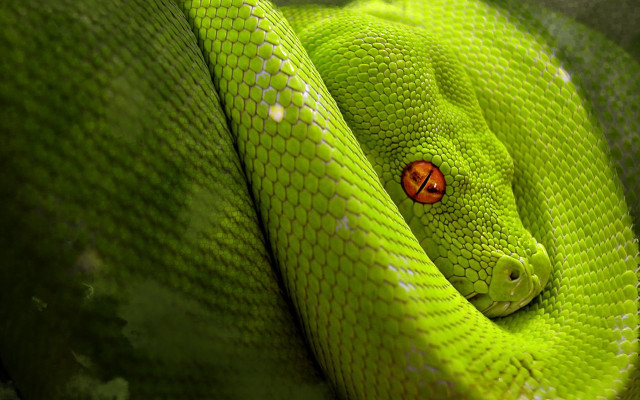 Green snake curled ball red free wallpaper for desktop - medium preview image