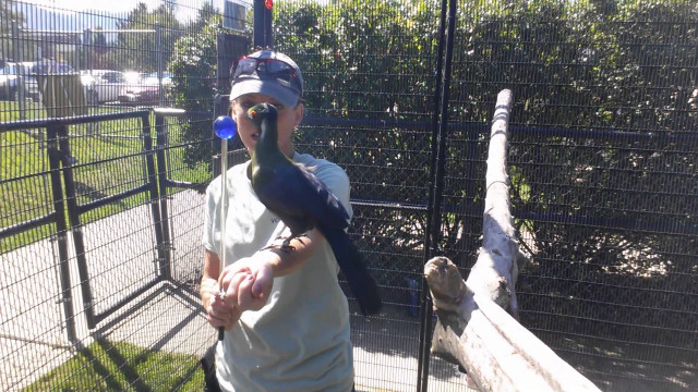 Man holding bird fenced area free wallpaper for desktop - medium preview image