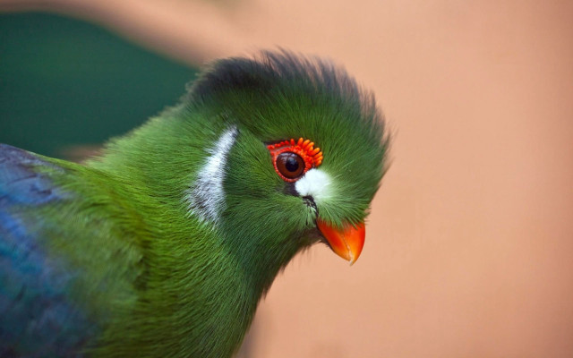 Green bird red eye white free wallpaper for desktop - medium preview image