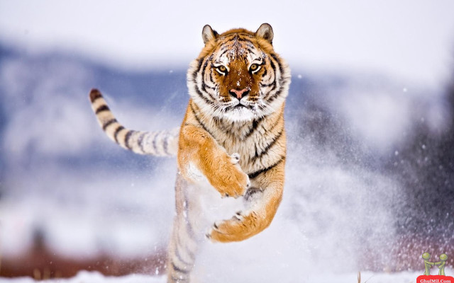 Tiger running snow wild paws #3 free wallpaper for desktop - medium preview image